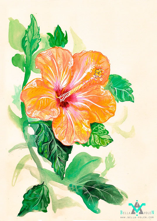 flower illustration